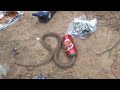 Angry Cobra Gets Head Stuck in Beer Can