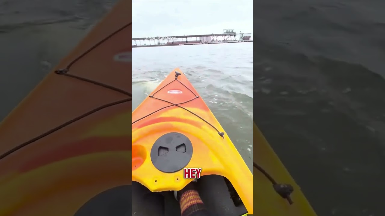 ‘WHALE OF A TALE’: Tourist captures moment two beluga whales swim around her kayak #shorts #news