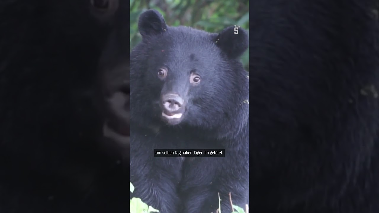 Flauschig, niedlich – tödlich: Bärenangriffe in Japan | DER SPIEGEL Shorts