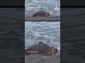 Dilly Dally the sea turtle is released back into the ocean after flipper injury  - 00:31 min - News - Video