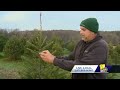 Have you bought your Christmas Tree yet? Time may be running out(WBAL) - 01:56 min - News - Video