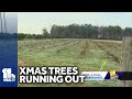 Have you bought your Christmas Tree yet? Time may be running out