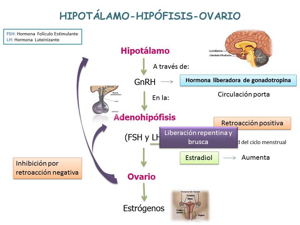 Eje Hipotalamo Hipofisis Ovario Youtube 3494