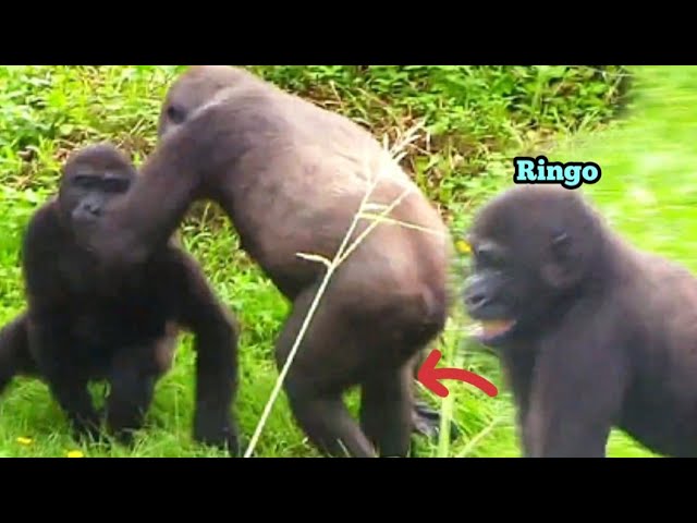 Ringo ran quickly to find Aunt Tayari😆🤪😋林戈跑很快去找塔莉阿姨