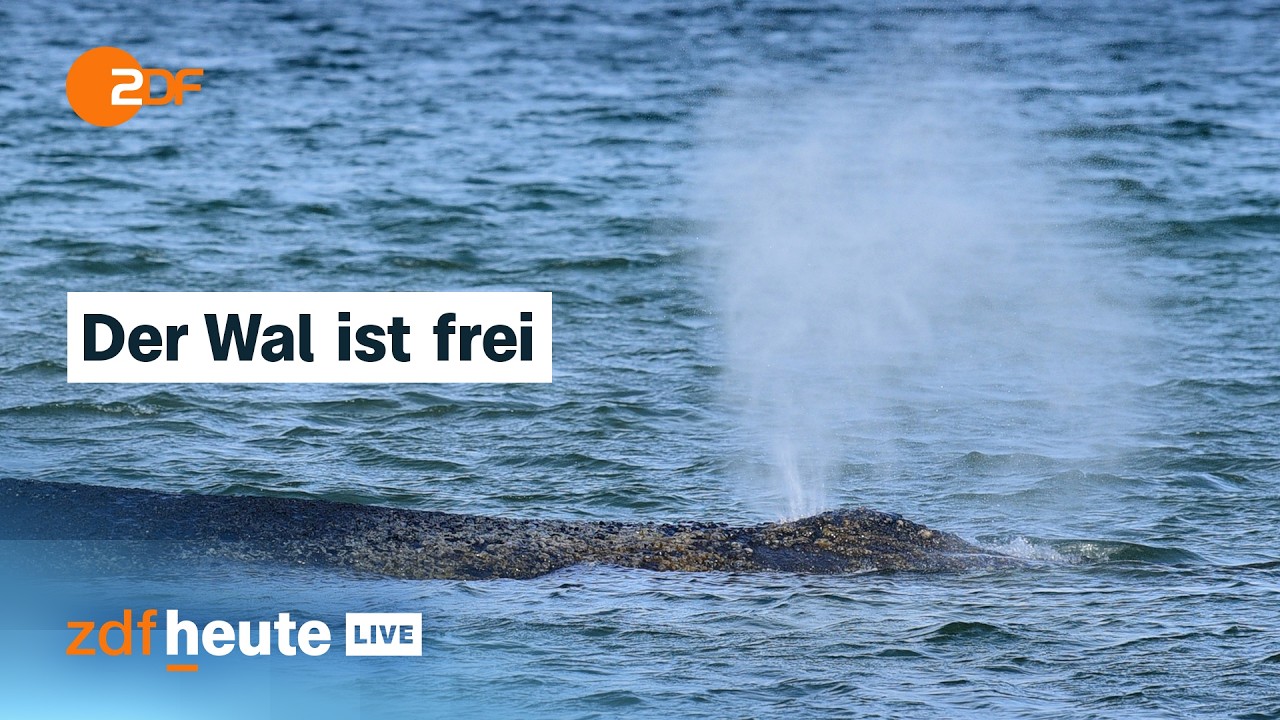 Wal am Timmendorfer Strand hat sich befreit: So geht es weiter | ZDFheute Live