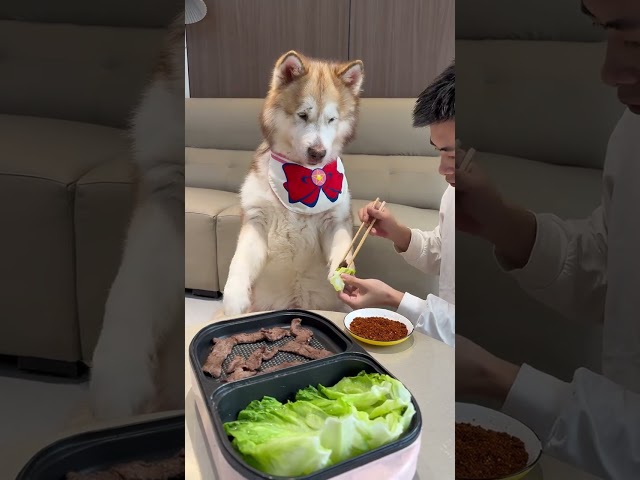 The ritual feeling of dog eating barbecue. Come and show your pet.