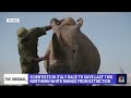 How scientists are trying to save world’s last northern White Rhinos from extinction through IVF  - 03:38 min - News - Video