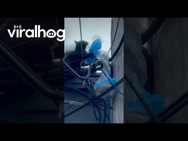 Sneaky Squirrel Steals Bread and Climbs Power Lines! || ViralHog