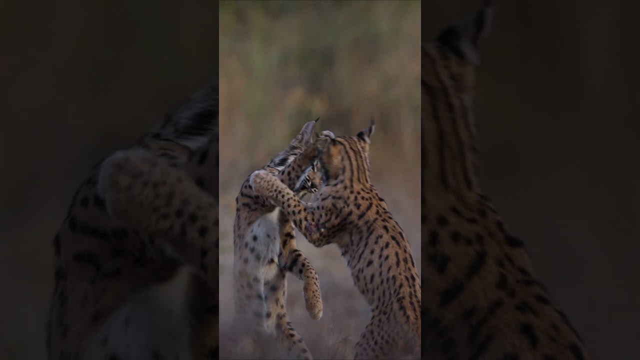A day in the life of Iberian lynxes play fighting and training! #Iberianlynx #Shorts #Animals