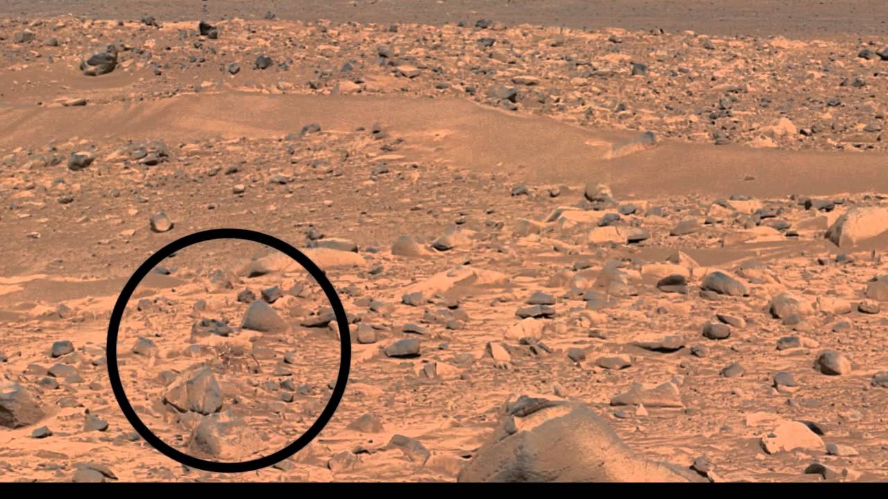 Real Spider On Mars Captured By Nasas Mars Curiosity Rover 2013