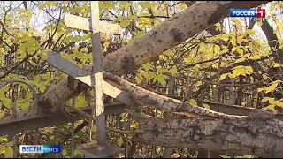 Аварийные деревья разрушают памятники на омских кладбищах