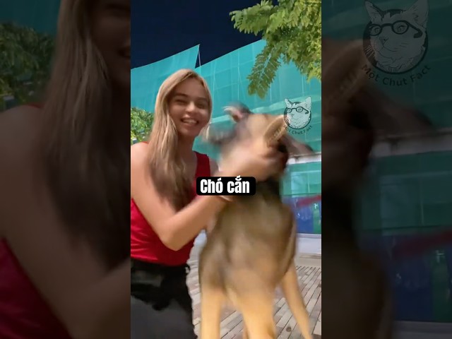 Bị Chó Nghiệp Vụ Cắn 😨