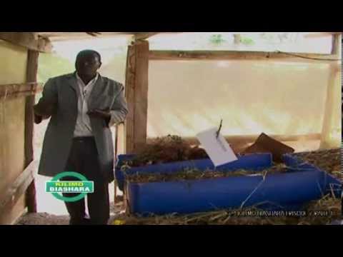 K24 KILIMO BIASHARA EPISODE 7 PART 2. EARTHWORMS REARING IN KENYA.