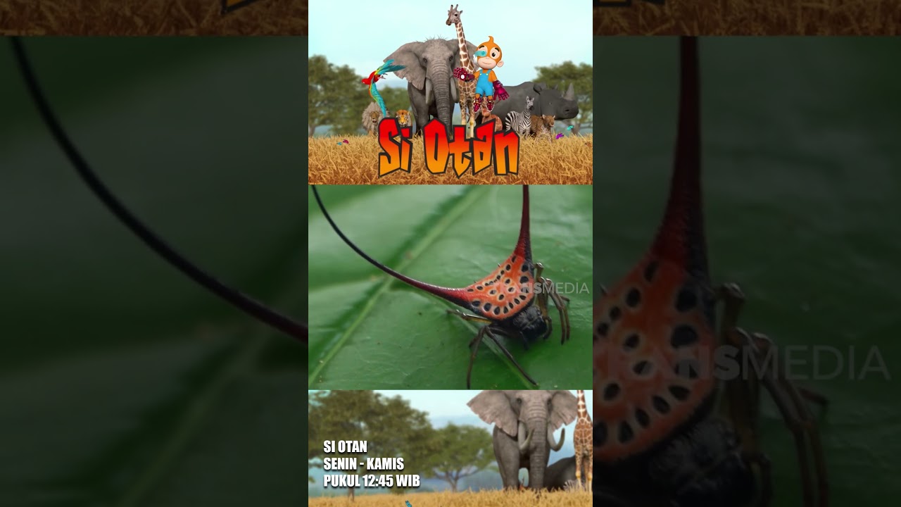 Laba Laba Unik Makrakanta Bertanduk #siotan #siotanjan25 #shorts