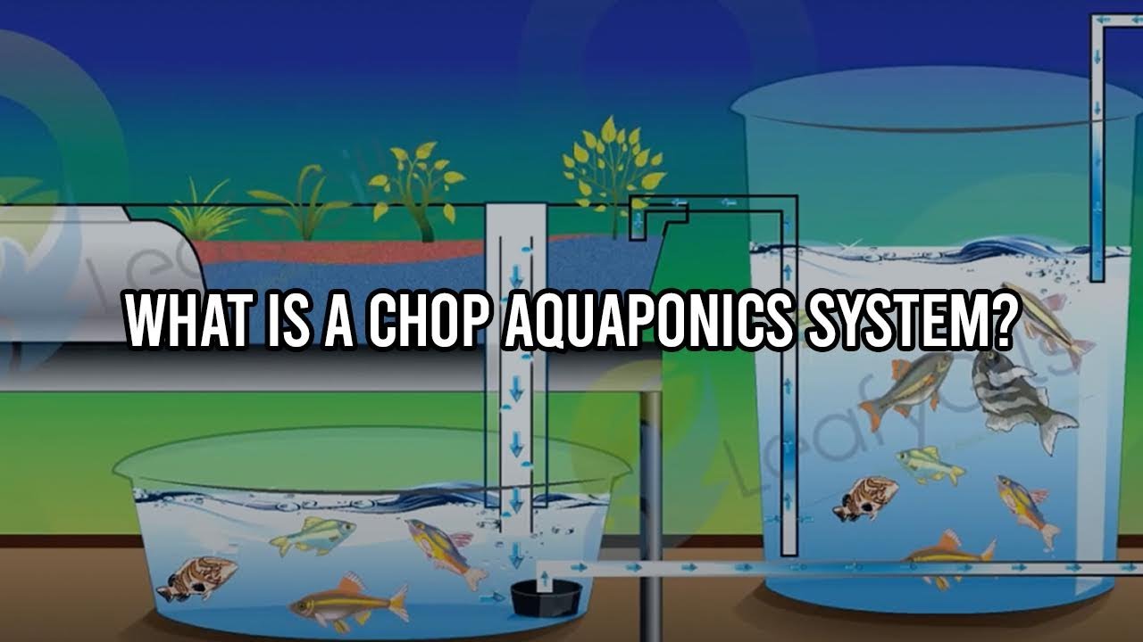 Youtube Aquaponics System Get Aquaponics Design