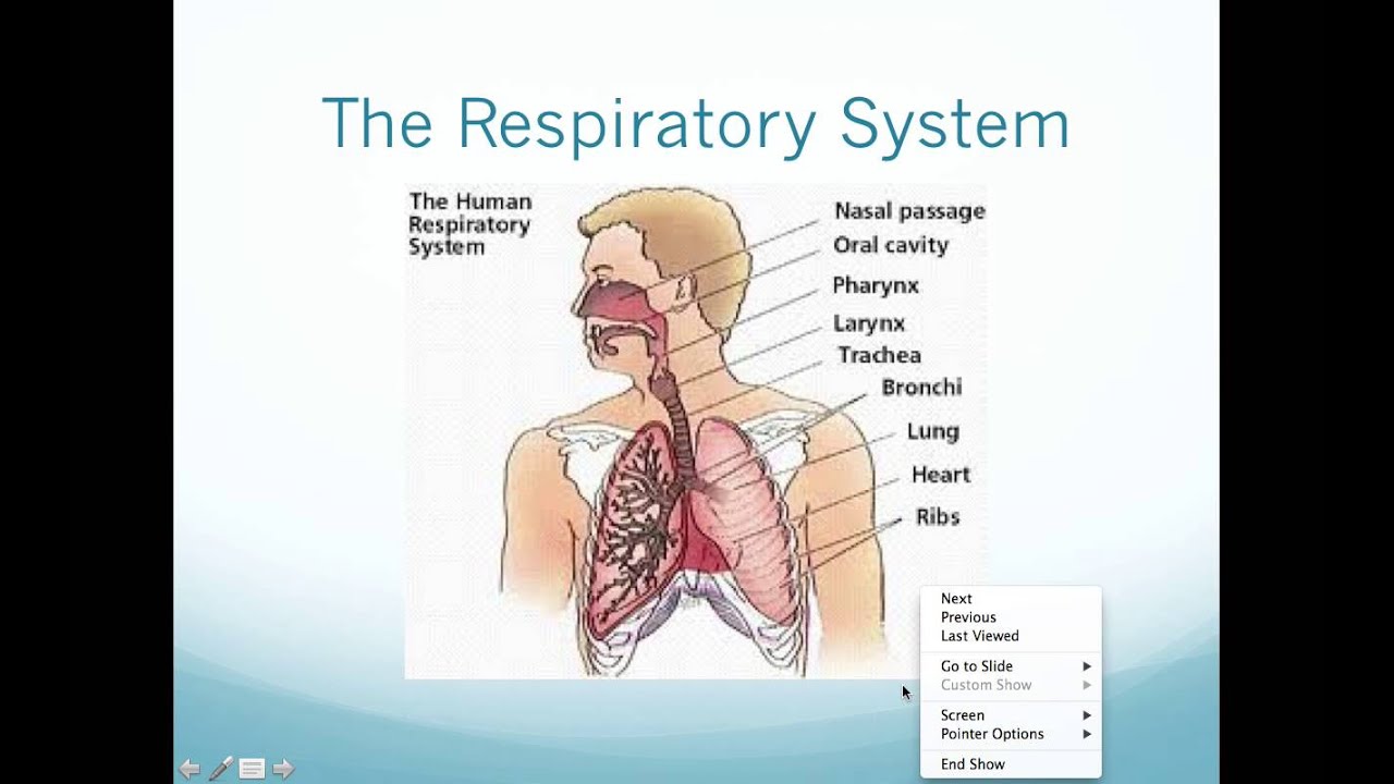 Science 8 Cells and Cell Systems Organ System Overview Topic 6 - YouTube