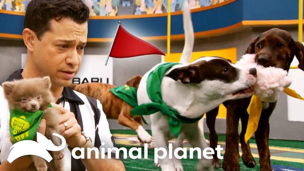 Fluffiest Flags & Fumbles 🚩 Puppy Bowl | Animal Planet