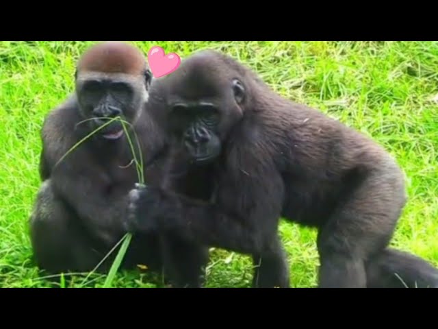 Jabali and Ringo Share Their Food—Brothers Who Snack Together, Stick Together!呷百二和林戈一起分食，兄弟倆感情超好🤝💕