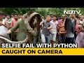 Selfies With A Python Nearly Costs Bengal Forest Ranger His Life