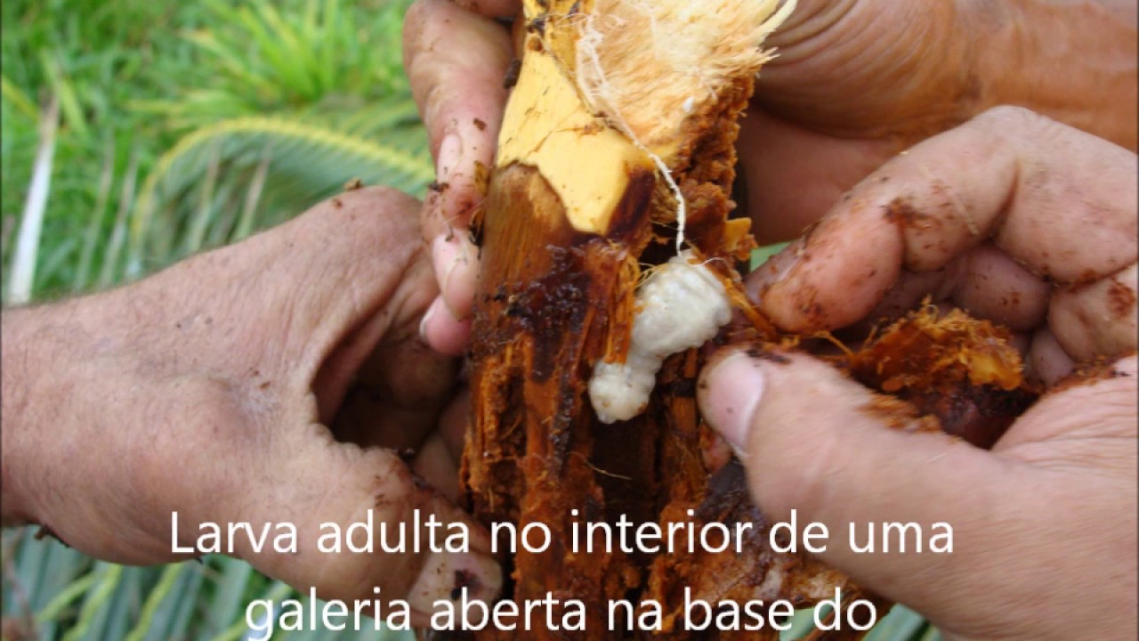 Controle Alternativo da Broca Pedúnculo Floral do Coqueiro YouTube Controle Alternativo da Broca Pedúnculo Floral do Coqueiro YouTube