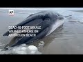 Whale on Oregon beach will be left to decompose  - 00:31 min - News - Video