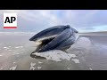 Whale on Oregon beach will be left to decompose