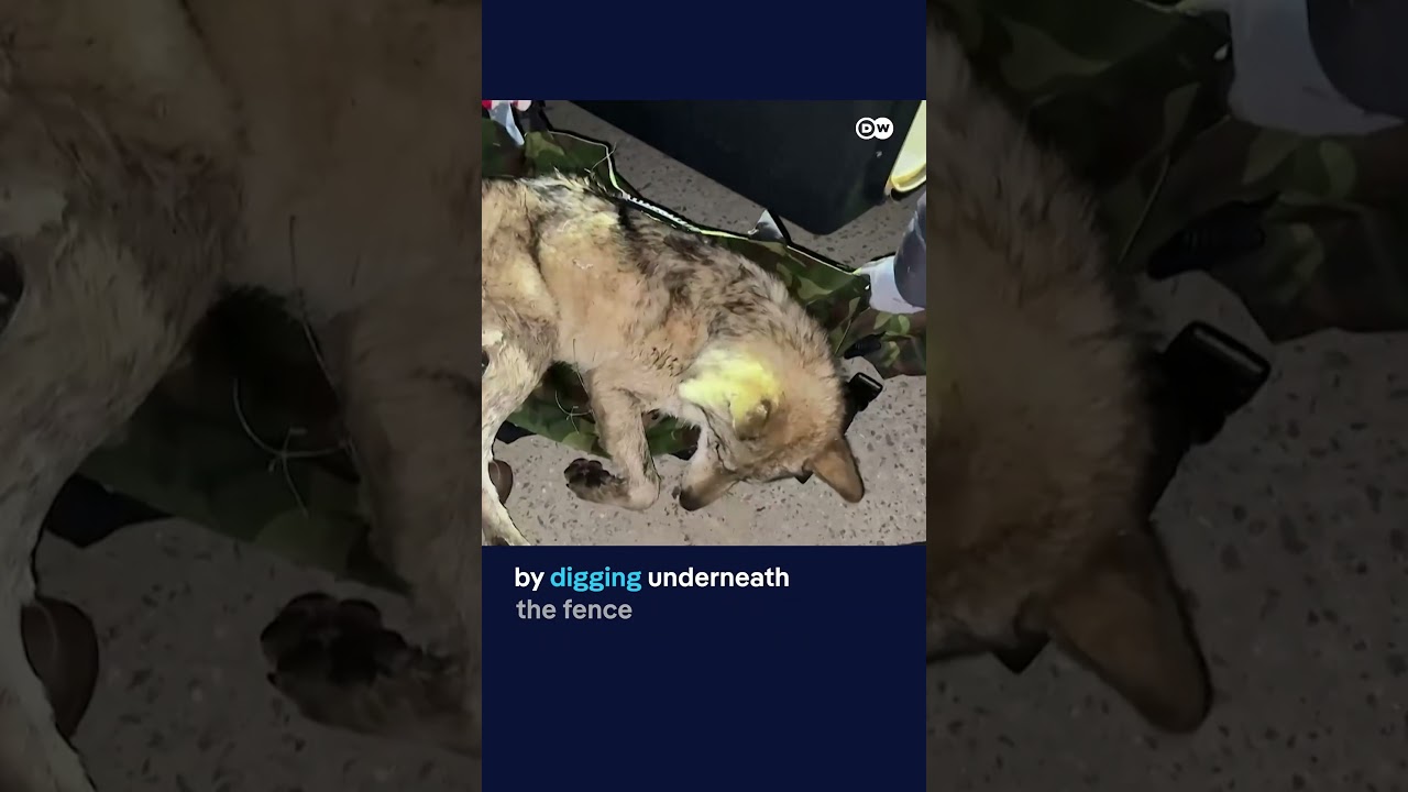 Runaway wolf recaptured in South Korea | DW News