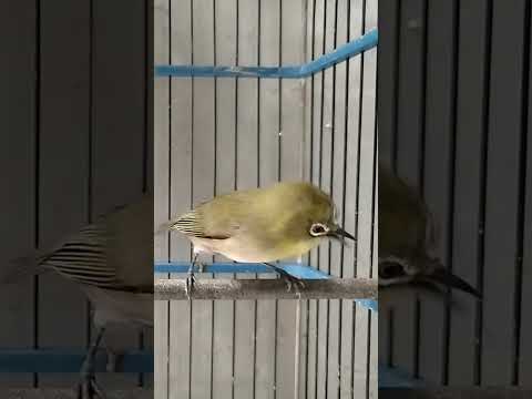 pancingan pleci monty