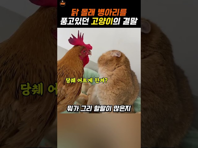 병아리들과 사랑에 빠진 고양이