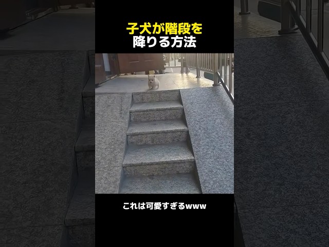 子犬が階段を降りる方法