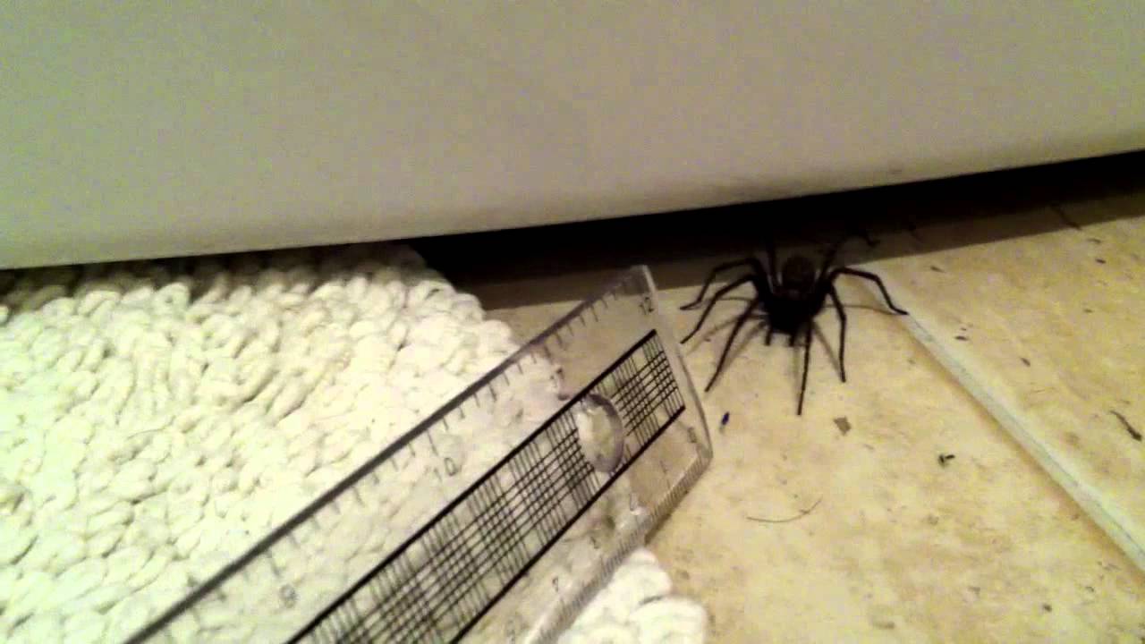 my-rather-large-fast-and-aggressive-uk-house-spider-youtube