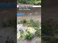 California firefighters rescue dog from rising flood waters