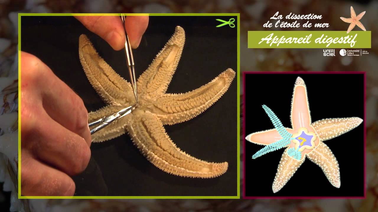 La dissection étoile de mer YouTube