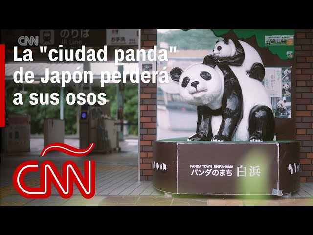 La "ciudad panda" de Japón perderá a sus emblemáticos osos. Esta es la razón
