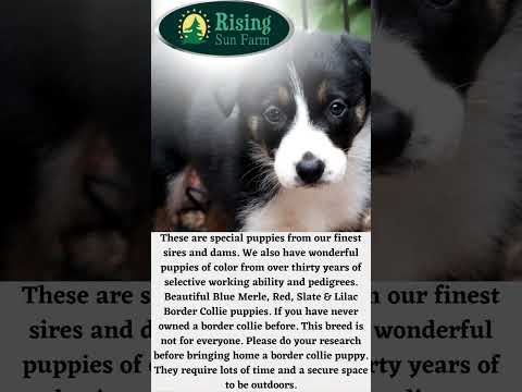 Adorable Border Collie Puppies for Sale.