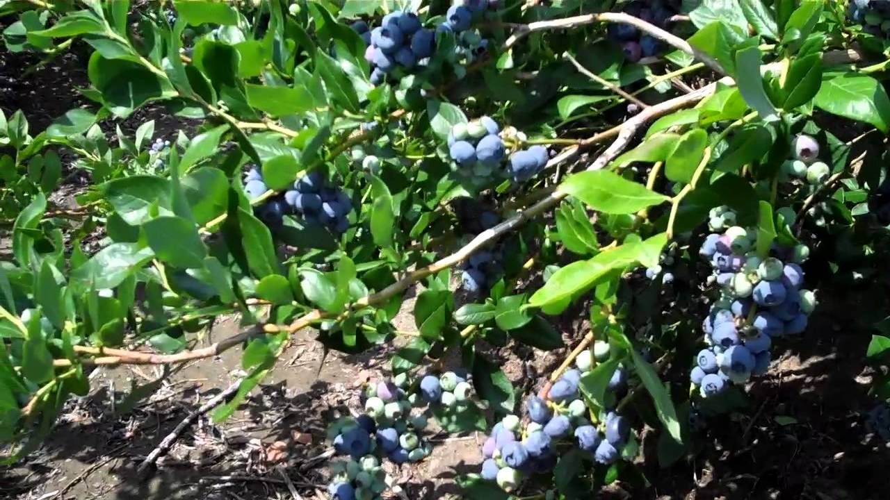Mature Blueberry Bushes For Sale 111