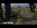 Undocumented California farm workers face deportation risk