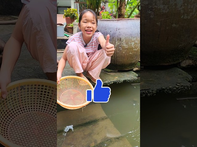 Con cua luộc/kykydaily #shortvideo #shortvideo