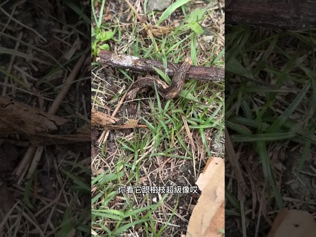 跟樹枝一模一樣的毛毛蟲 - 營火部落