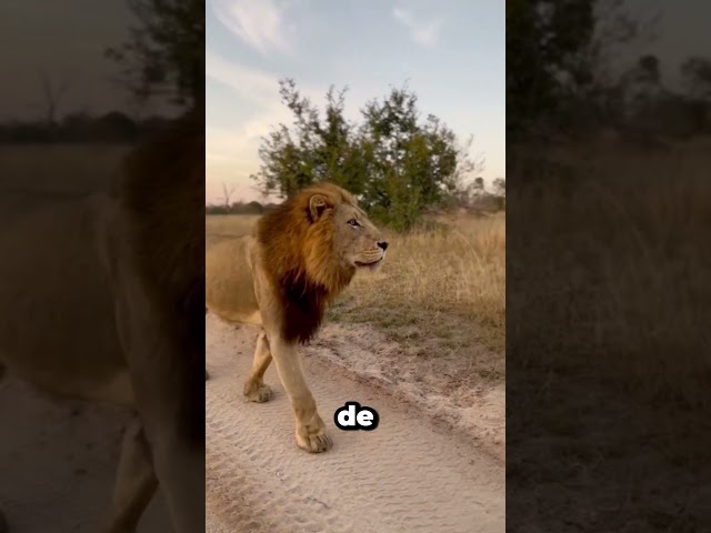 Datos de Animales que te Gustarán