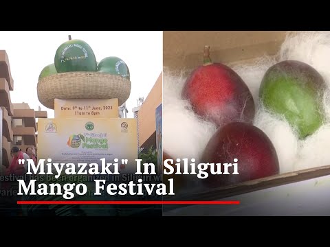 World's Most Expensive Mango "Miyazaki" Showcased In Siliguri Mango Festival