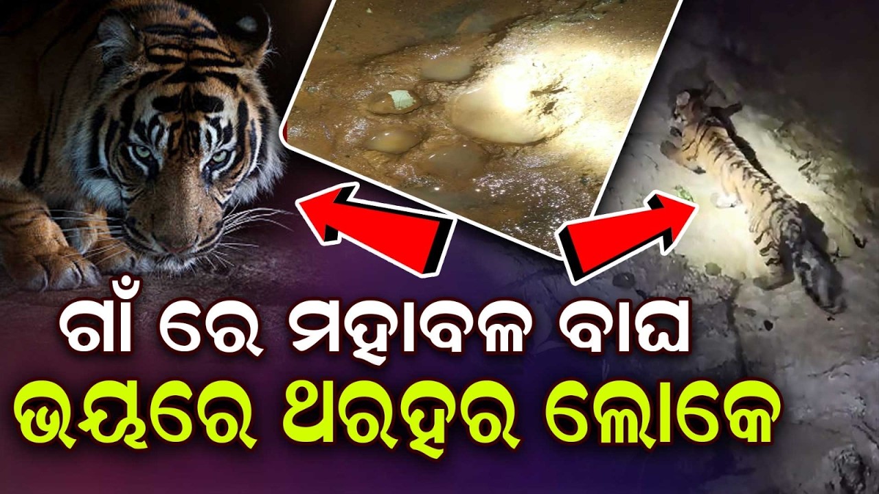 Royal Bengal Tiger Trapped Inside House In Karanjia, Rescue Operation Underway | Argus News