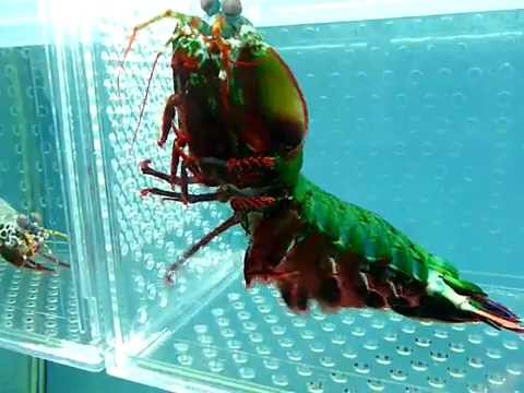 Как выглядит рак богомол Peacock Mantis Shrimp Pet