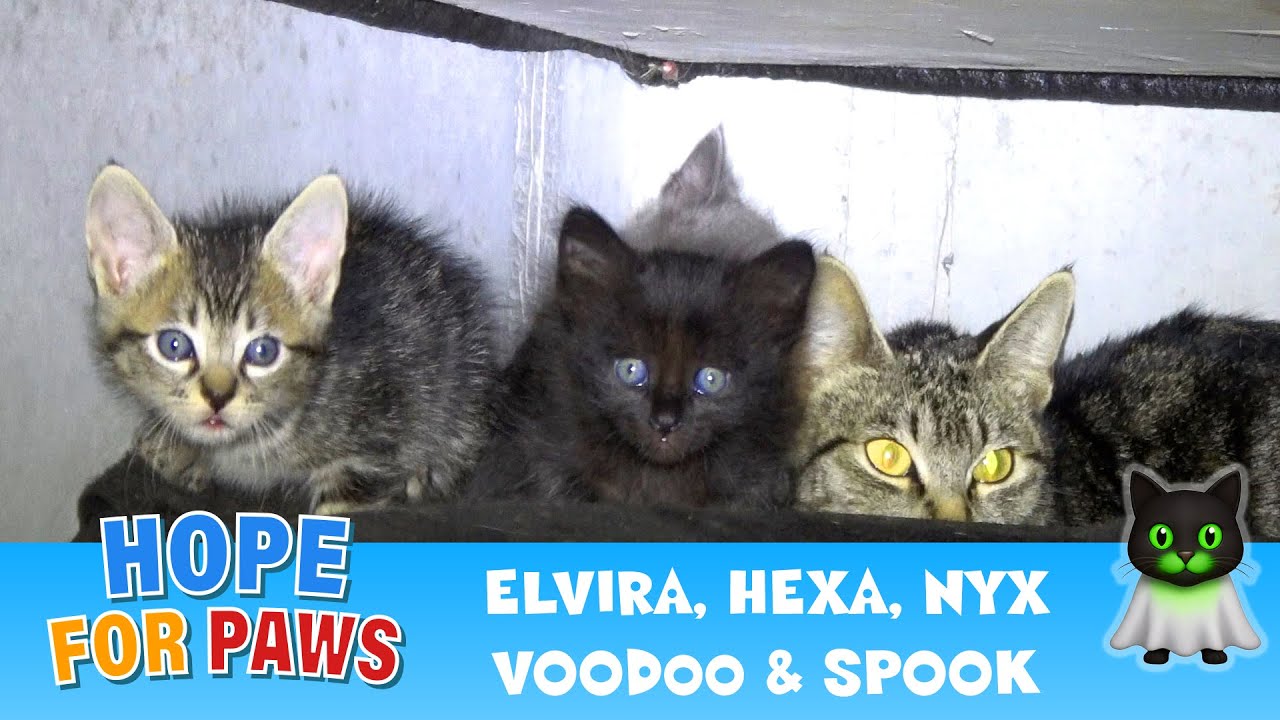 Storm drain rescue with more animals than I expected! 🙀🙀🙀🙀🙀