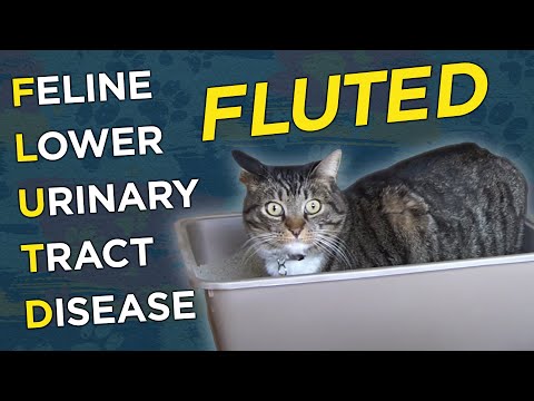 Feline Lower Urinary Tract Disease (FLUTD) - VetVid Episode 008
