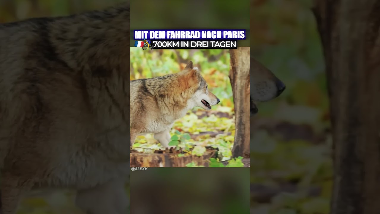 Mich legts brutal hin! Mit dem Fahrrad nach Paris! 🥺💀 alexv travel traveling traveltrips
