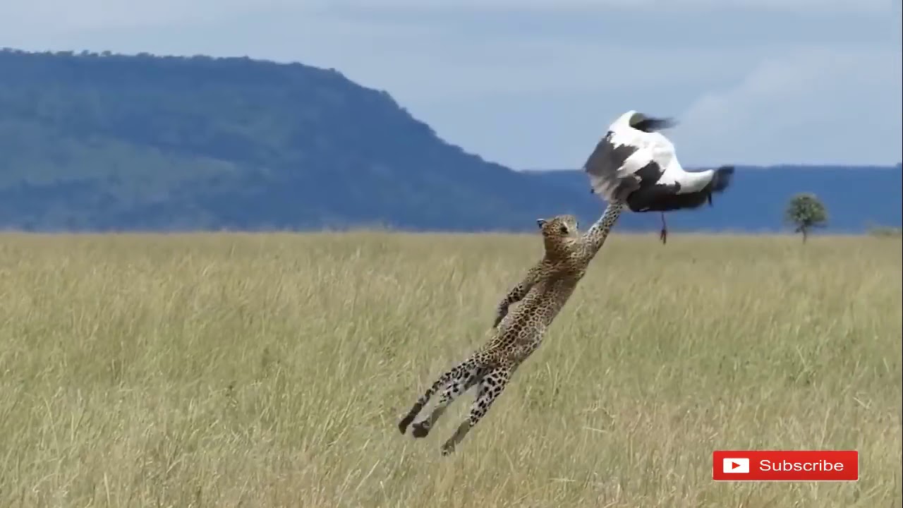 Most Amazing Attacks Of Leopard, Cheetah vs Bird, Eagle, Falcon 2018