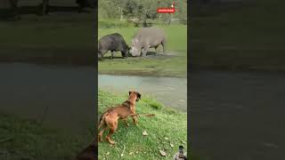 kerbau jajal kekuatannya dengan badak berakhir kerbau terjungkal #shorts #animals #buffalo #dog