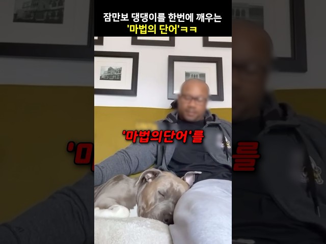 잠만보 댕댕이를 한번에 깨우는 ‘마법의 단어’ㅋㅋ