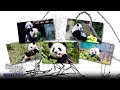 The National Zoo is throwing a giant farewell party for their pandas | Nightly News: Kids Edition